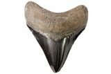 Serrated, Fossil Megalodon Tooth - Georgia #78201-1